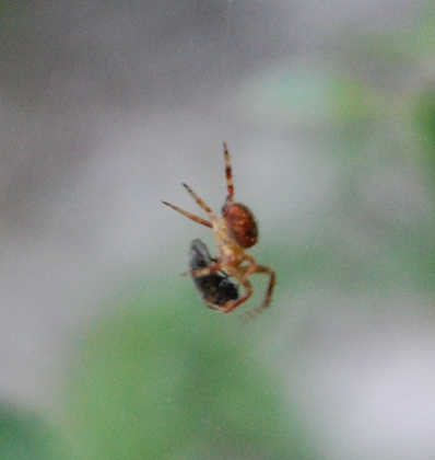 Araneidae